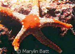 Striking red and white star fish, Atlantis Resort.
Nikon... by Marylin Batt 